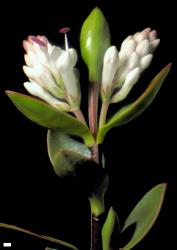 Veronica decumbens. Inflorescence, showing relative sizes of bracts, calyces and corolla tubes. Scale = 1 mm.
 Image: W.M. Malcolm © Te Papa CC-BY-NC 3.0 NZ